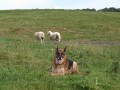 View 2D A Shepherds Dog
